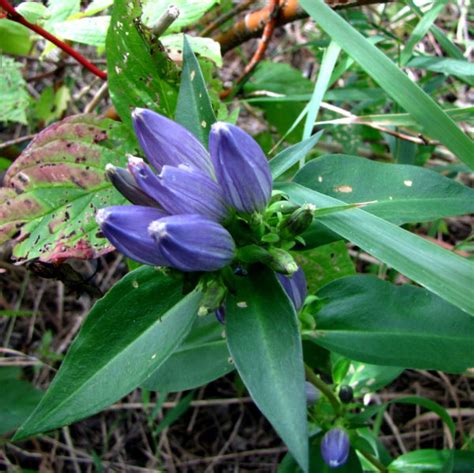 Bottle Gentian Plant - Gentiana andrewsii - 2" Plug