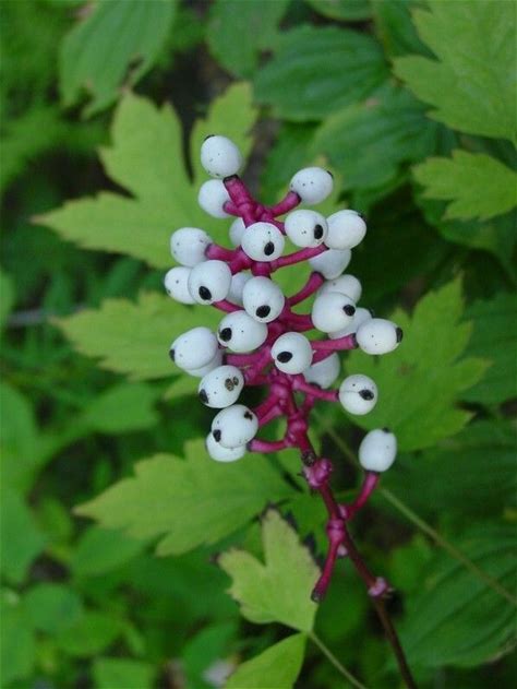 Doll's Eyes Plant - Actaea pachypoda - 2" Plug