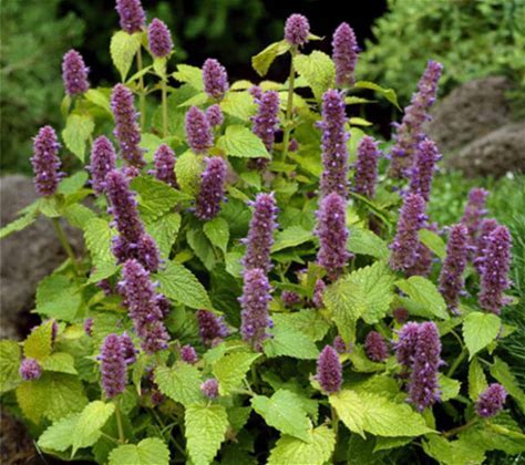Anise Hyssop Plant - Agastache foeniculum - 2" Plug