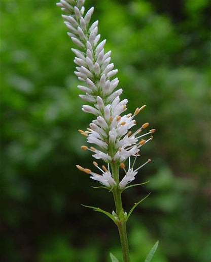 Culver's Root Plant - Veronicastrum virginicum - 2" Plug