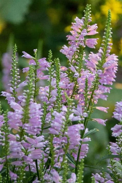 Obedient Plant - Physostegia virginiana - 2" Plug
