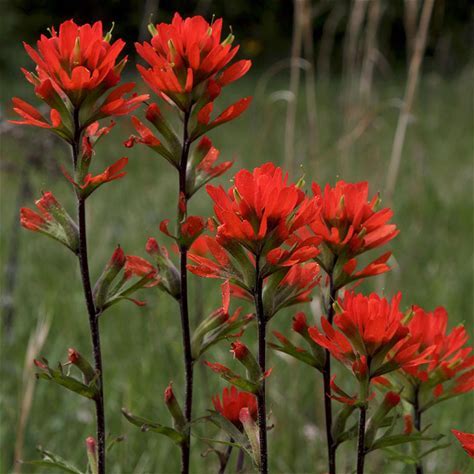 Paintbrush Plant - Castilleja coccinea - 2" Plug