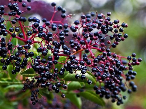 Elderberry Plant - Sambucus canadensis - 2" Plug