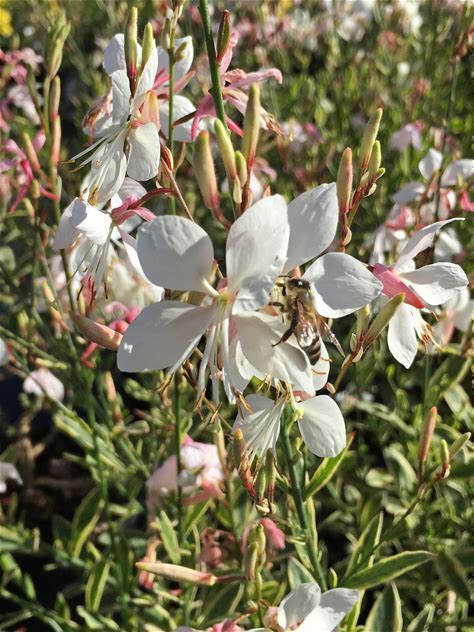Large-flowered Gaura Plant - Gaura longiflora - 2" Plug