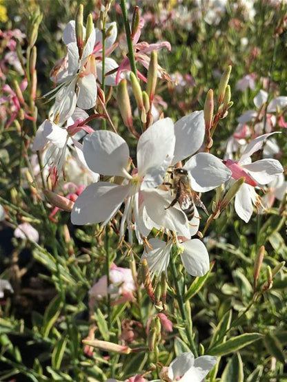 Large-flowered Gaura Plant - Gaura longiflora - 2" Plug