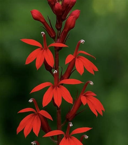 Cardinal Flower Plant - Lobelia cardinalis - 2" Plug