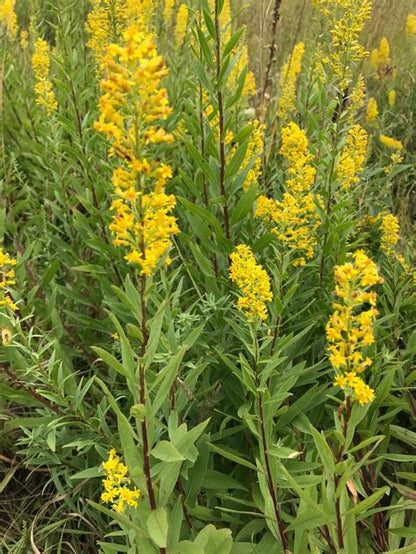 Showy Goldenrod Plant - Solidago speciosa - 2" Plug