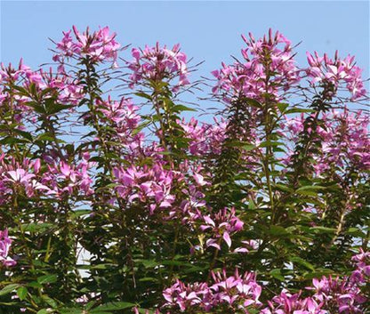 Rocky Mountain Bee. Annual Plant - Cleome serrulata - 2" Plug