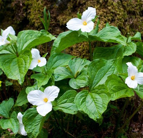 Large-flowered Trillium Plant - Trillium grandiflorum - 2" Plug