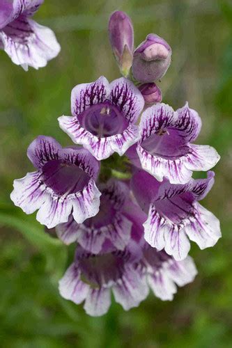 Showy Beardtongue Plant - Penstemon cobaea - 2" Plug