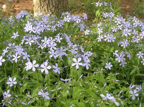Wild Blue Phlox Plant - Phlox divaricata - 2" Plug