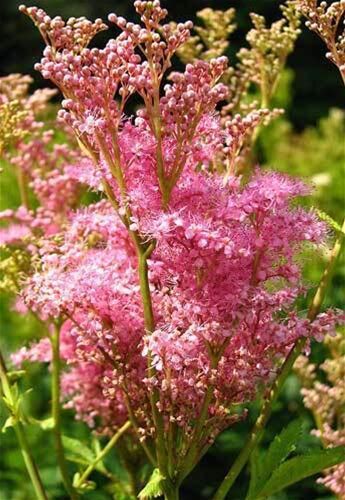 Queen of the Prairie Plant - Filipendula rubra - 2" Plug