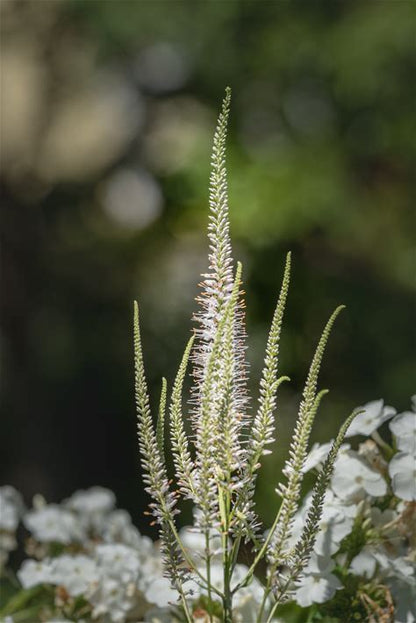 Culver's Root Plant - Veronicastrum virginicum - 2" Plug