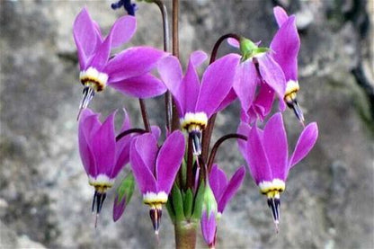 Amethyst Shooting Star Plant - Dodecatheon amethystinum - 2" Plug