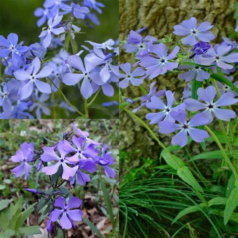 Wild Blue Phlox Plant - Phlox divaricata - 2" Plug