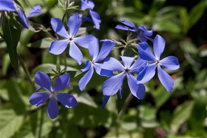 Wild Blue Phlox Plant - Phlox divaricata - 2" Plug