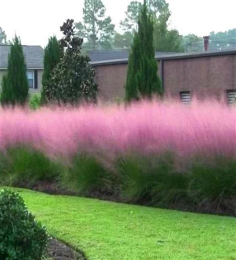Pink Muhly grass Plant - Muhlenbergia capillaris - 2" Plug