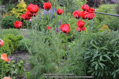 Red Poppy Plant - Papaver orientale - 2" Plug