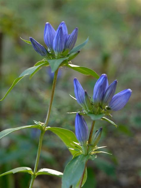 Bottle Gentian Plant - Gentiana andrewsii - 2" Plug