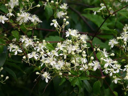 Virgin's Bower Plant - Clematis virginiana - 2" Plug