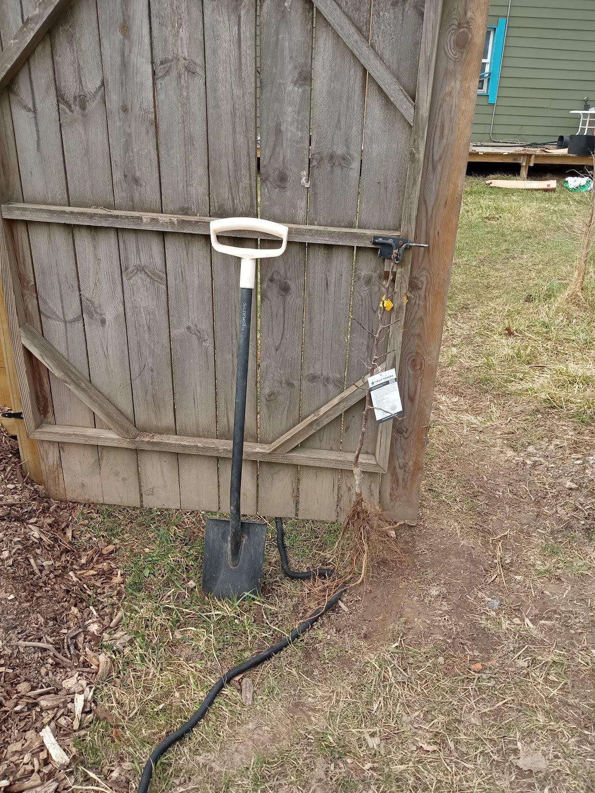 Urban Blushing Delight Columnar Apple