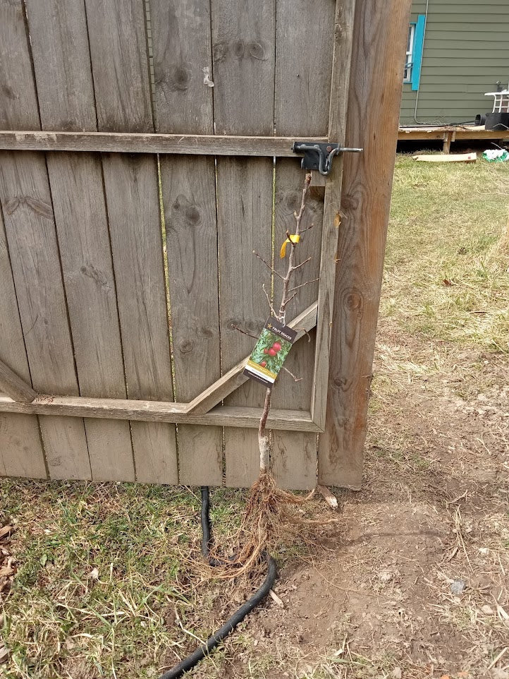 Scarlet Sentinel Columnar Apple