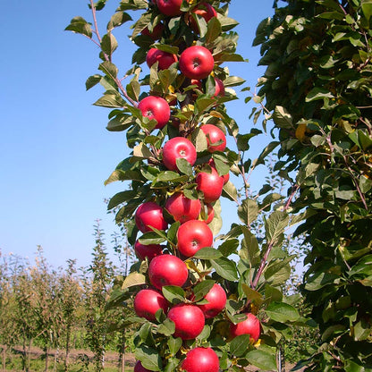 Urban Tasty Red Columnar Apple (Malus domestica)