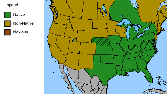 Tall Ironweed Plant - Vernonia gigantea - 2" Plug