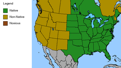 Culver's Root Plant - Veronicastrum virginicum - 2" Plug