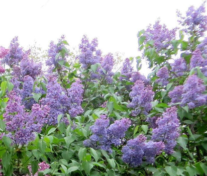 Wedgewood Blue Lilac (Syringa vulgaris)