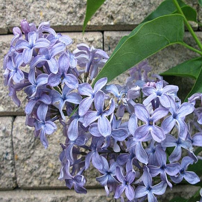 Wedgewood Blue Lilac (Syringa vulgaris)