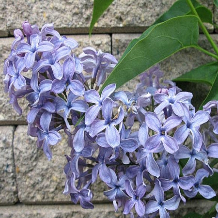 Wedgewood Blue Lilac