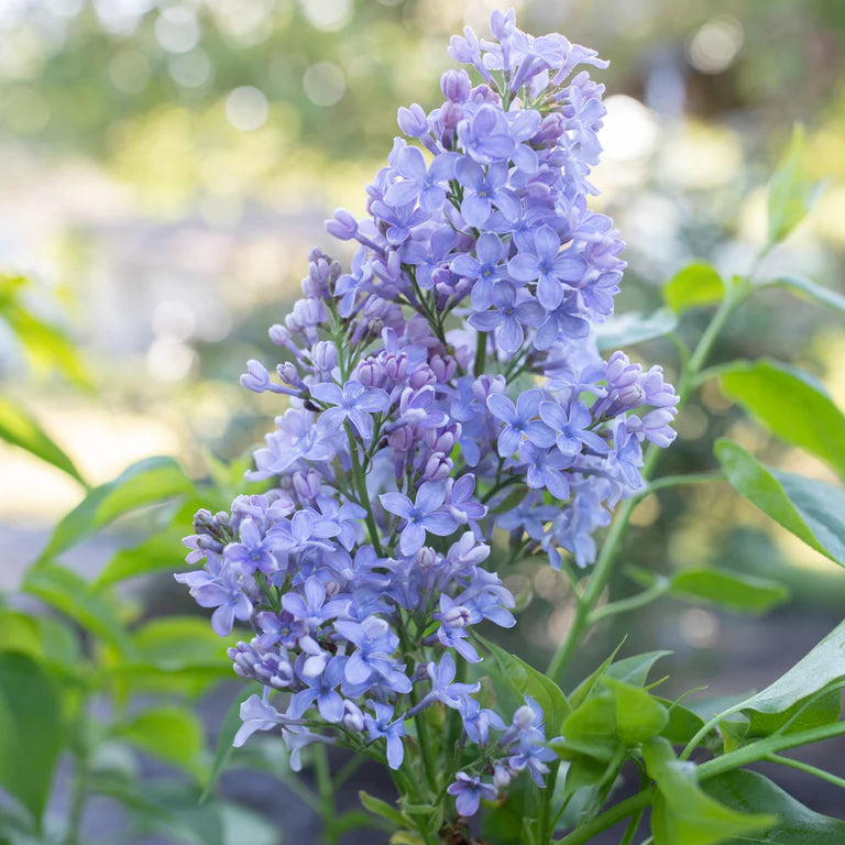 Wedgewood Blue Lilac (Syringa vulgaris)