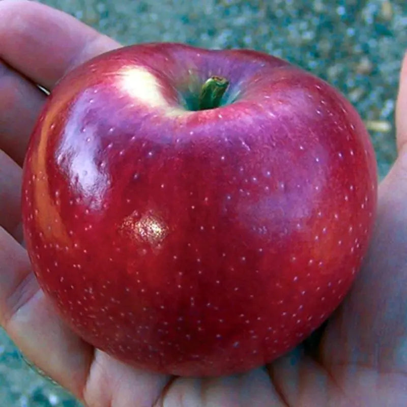 Williams Pride Apple (Malus domestica) – Semi-Dwarf