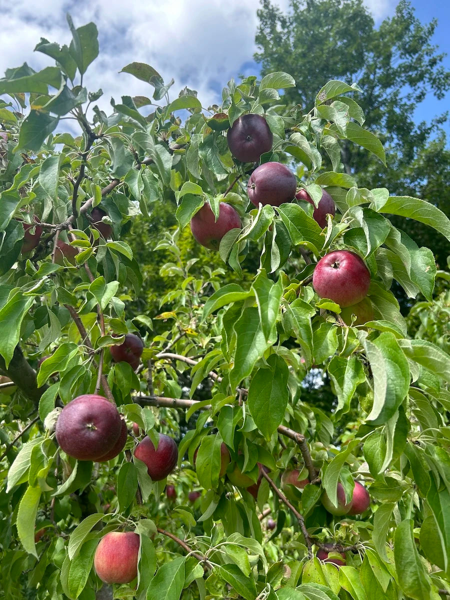 Williams Pride Apple (Malus domestica) – Semi-Dwarf