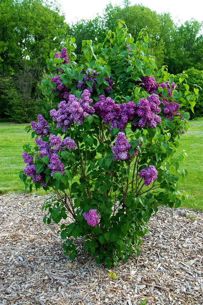 Yankee Doodle Lilac