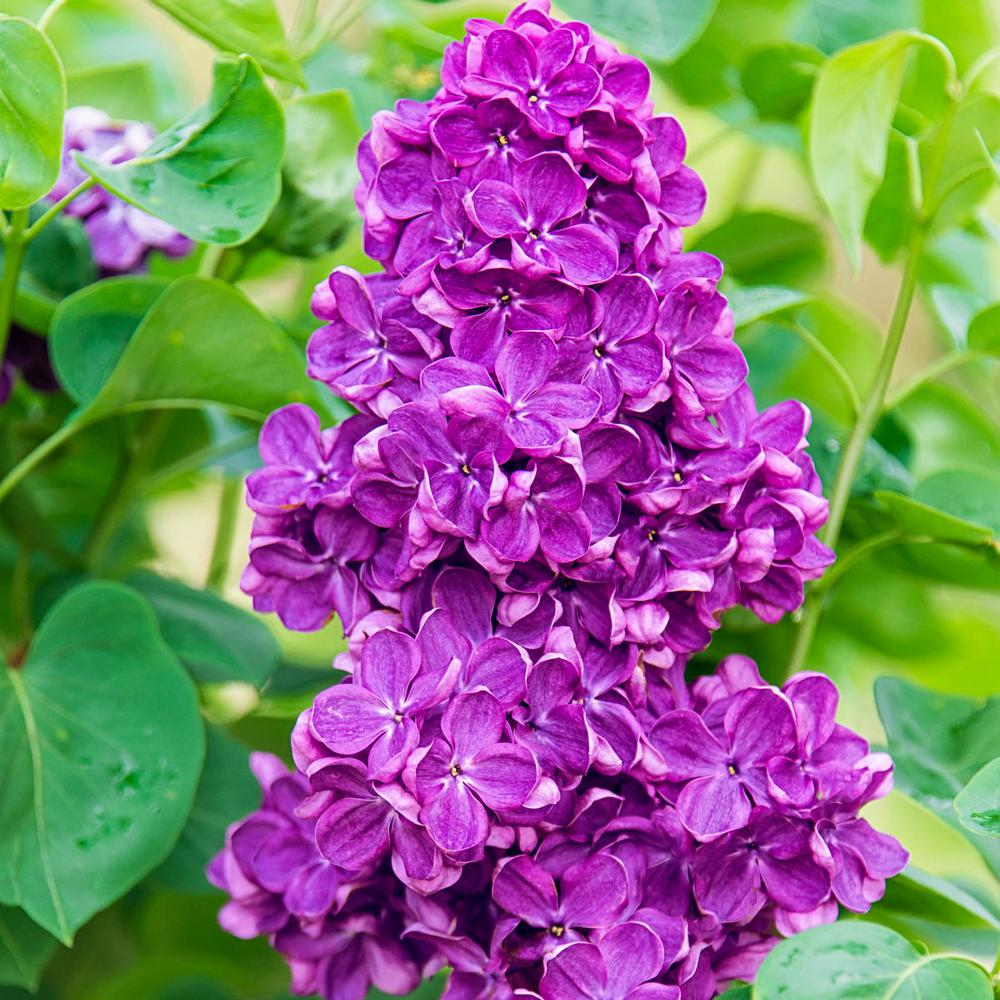 Yankee Doodle Lilac