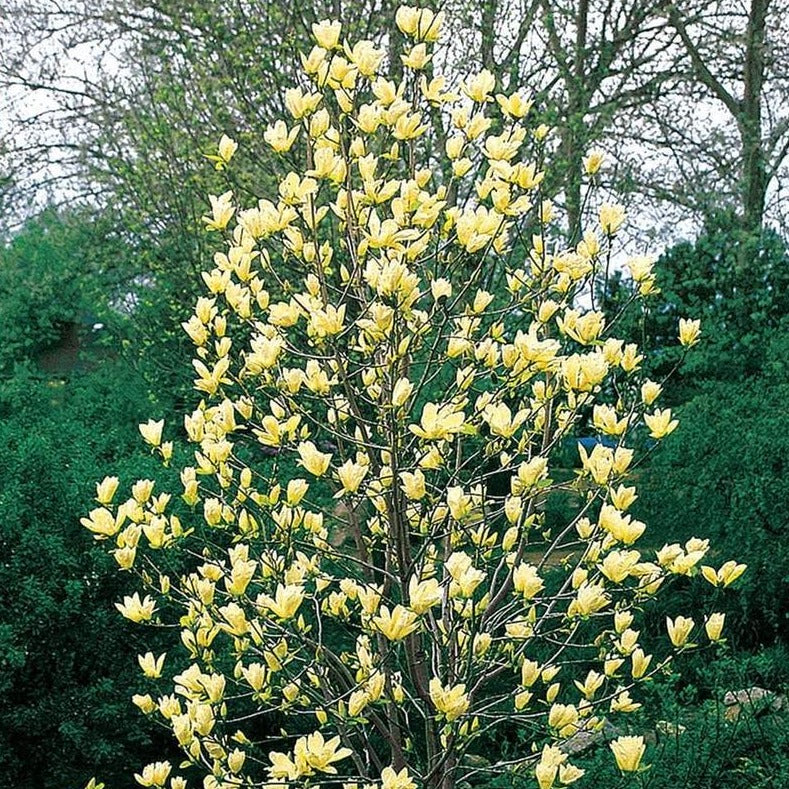Yellow Bird Magnolia