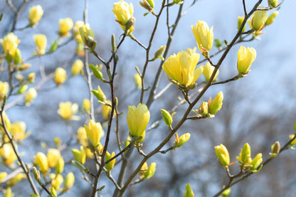 Yellow Bird Magnolia