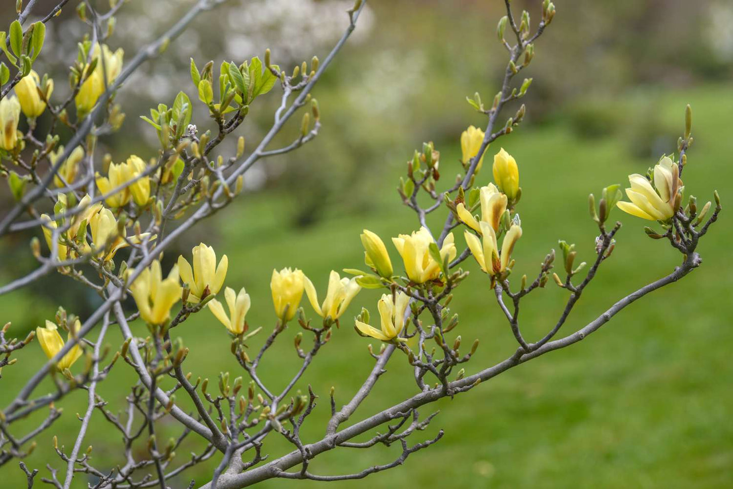 Yellow Bird Magnolia